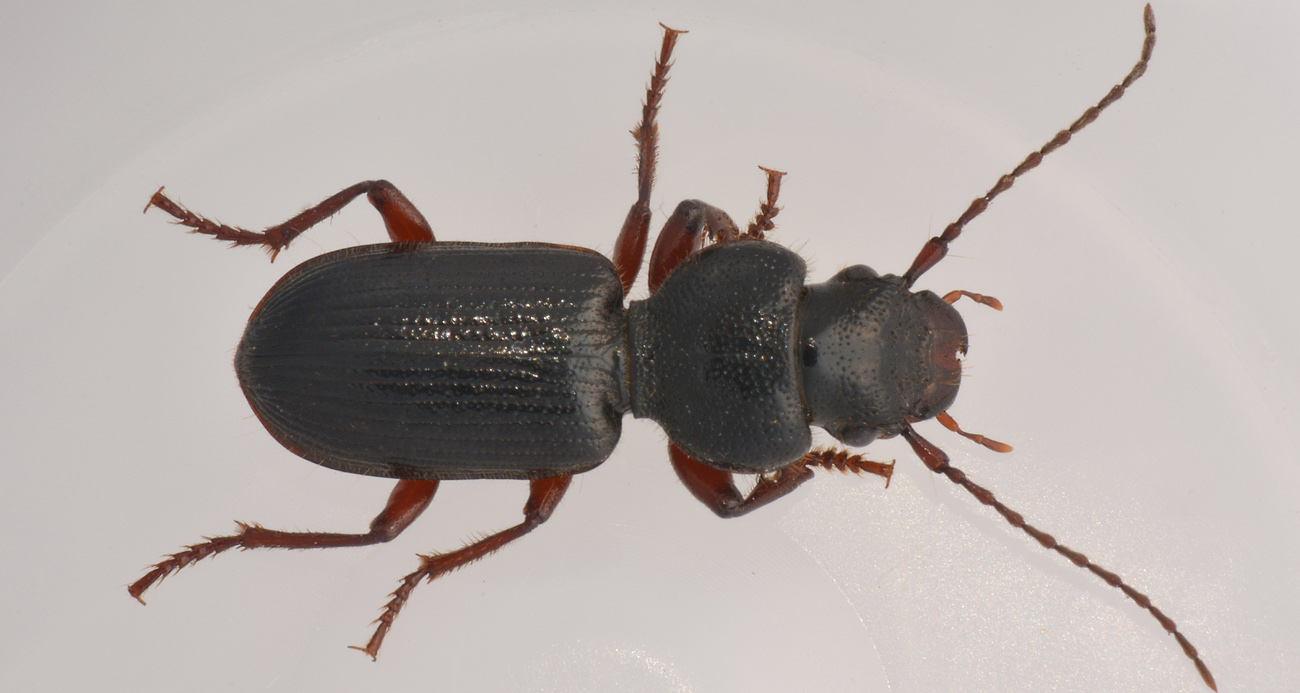 Carabidae: Carterus fulvipes